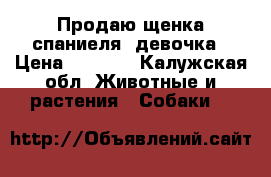 Продаю щенка спаниеля, девочка › Цена ­ 4 000 - Калужская обл. Животные и растения » Собаки   
